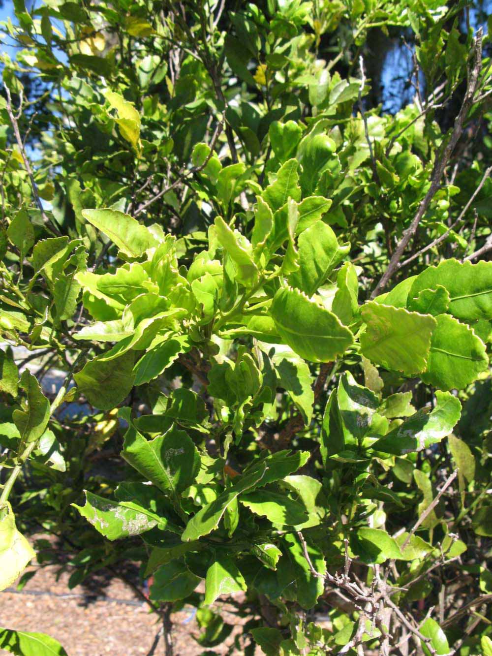              Sun leaves (Winter Haven, FL)       